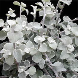 Helichrysum Petolatum Licorice Plant
